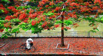 Hanoi in Vietnam is more romantic in summer